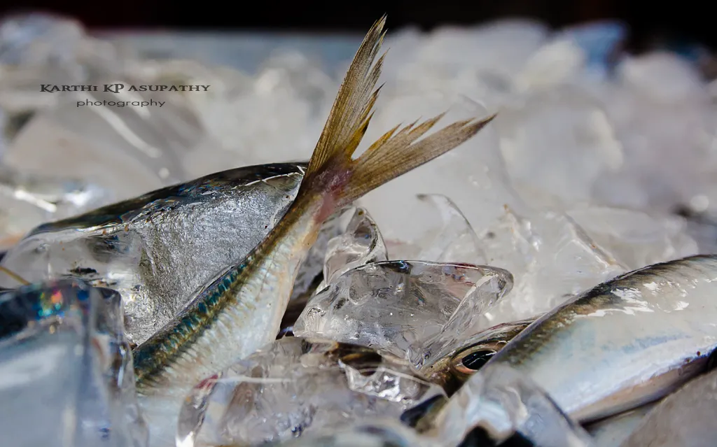karthik pasupathy photography 002